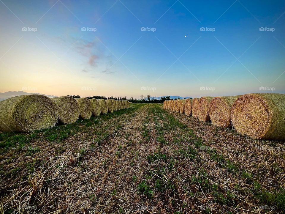 Straw bales in line early in the morning 
