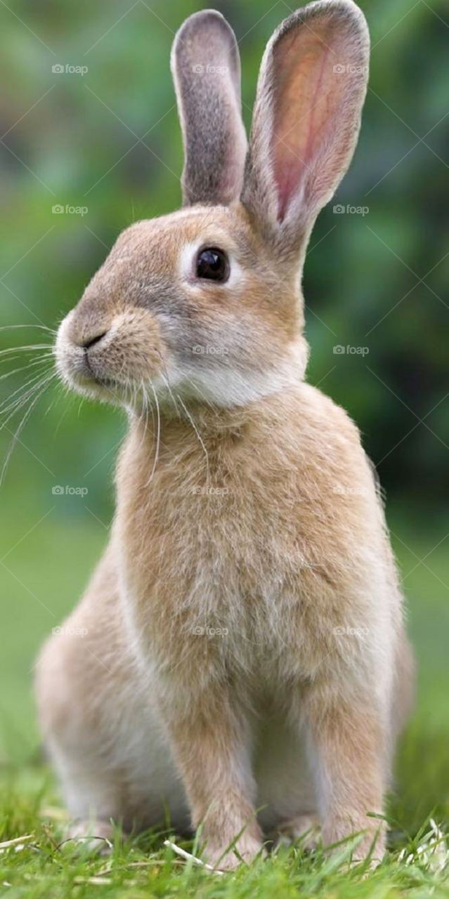 oryctolagus cuniculus (Rabbit)