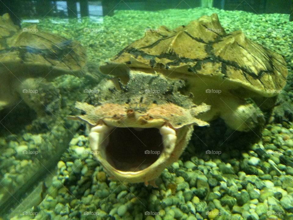 Mata Mata Turtle at the Cape May County Zoo, New Jersey