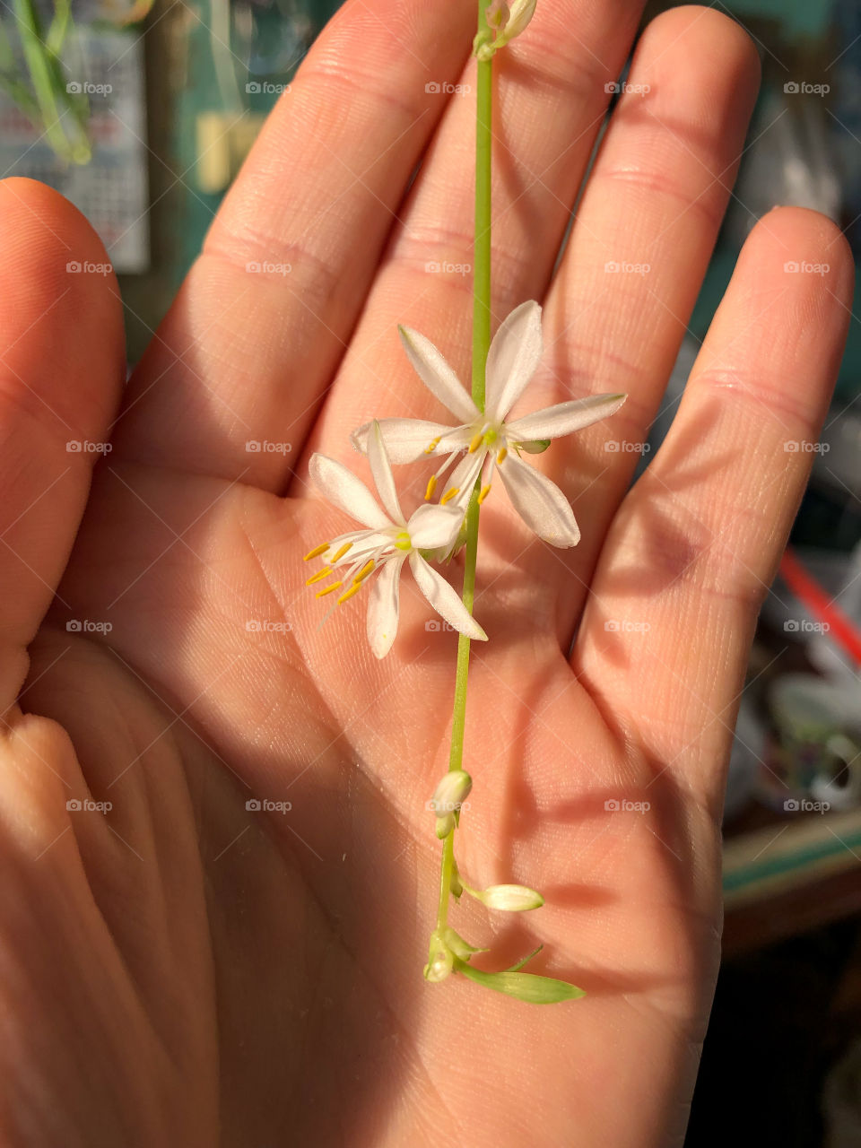 Мой цветочек 