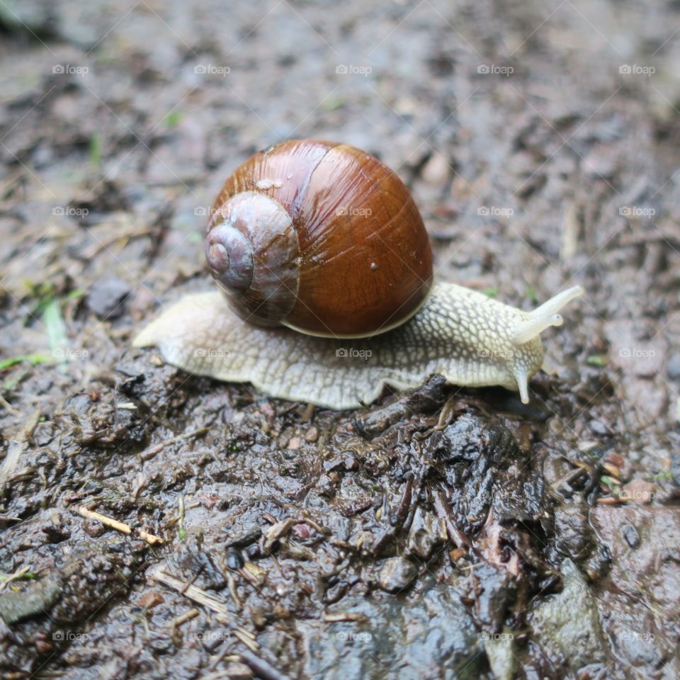 snail