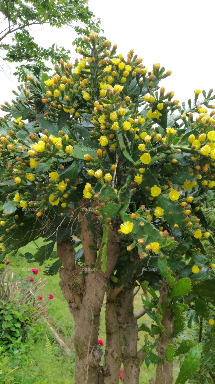 Frondosa árvore de cactos, toda florida chamando abelhas e beija-flores