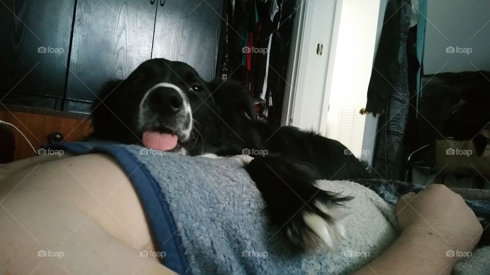 Lazy Dog lying on top of owner