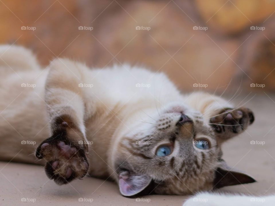 adorable tan brown and white kitten with blue eyes rolling on her back being playful