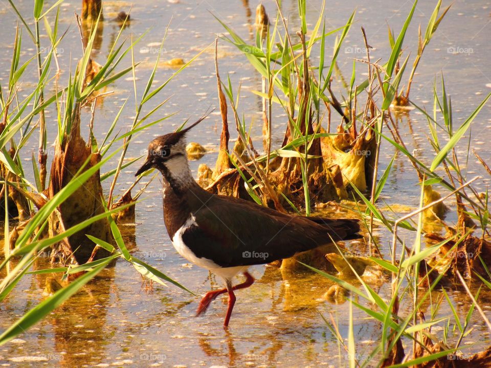 Lapwing