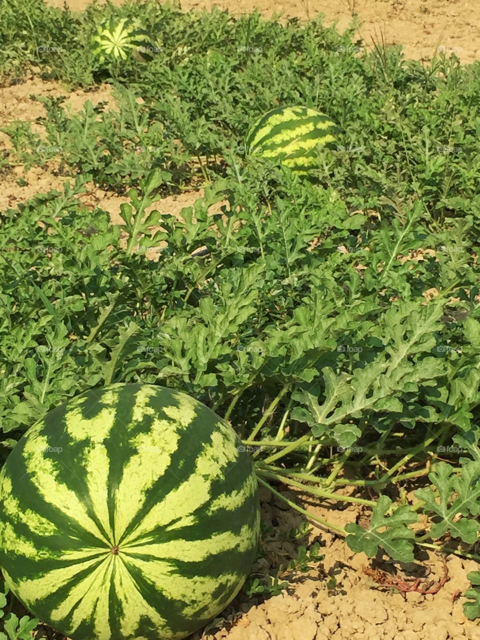 Plants of watermelon. These plants of watermelon are mine