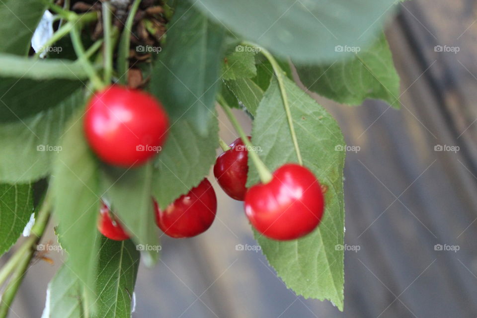 cherryes