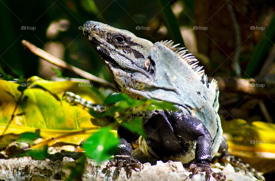 An iguana sunbathing in Chitzen Itza, Mexico