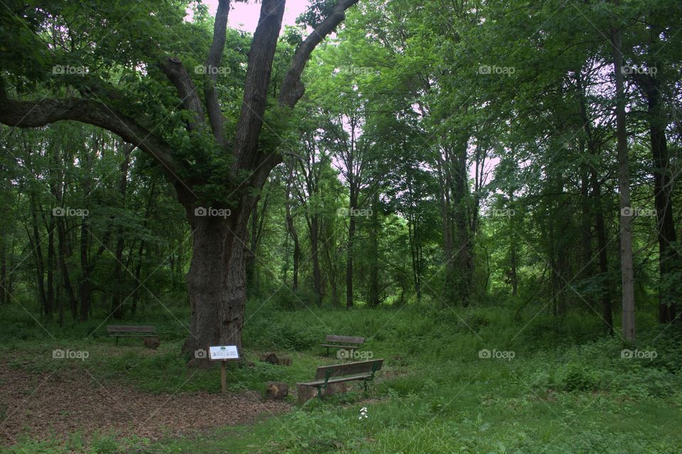 Ancient ash tree in NJ park