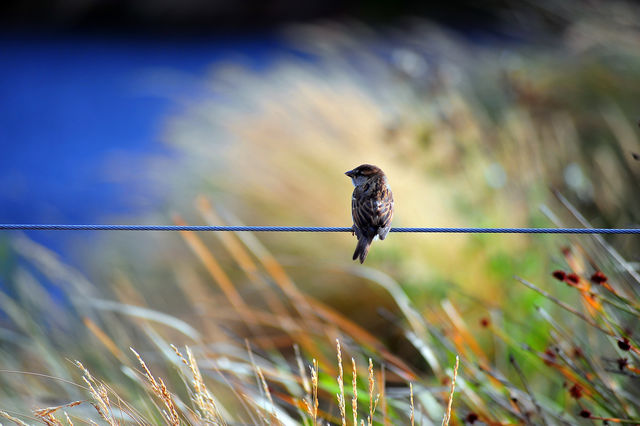 Bird perching on rope