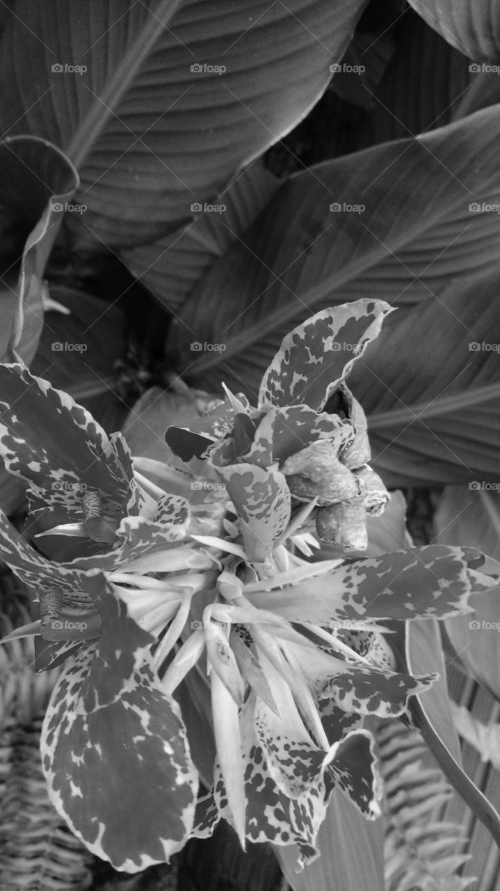 "Abstrato"...  flores.