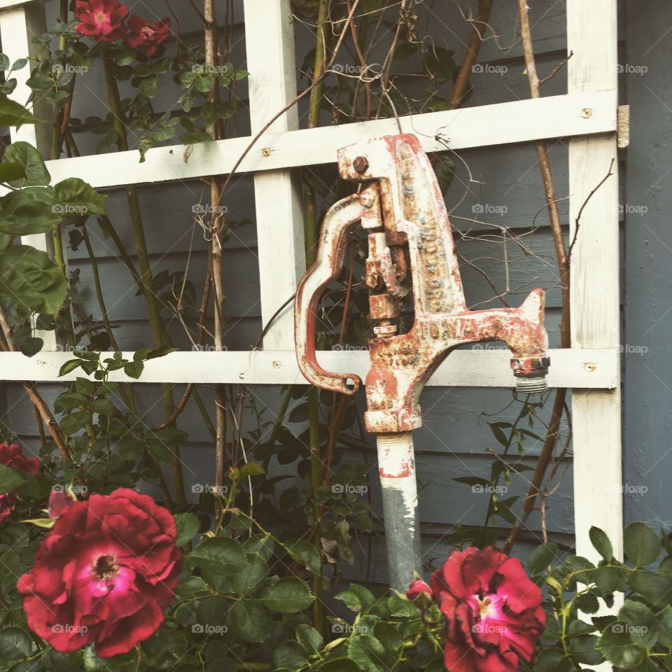 Water hydrant near the climbing roses