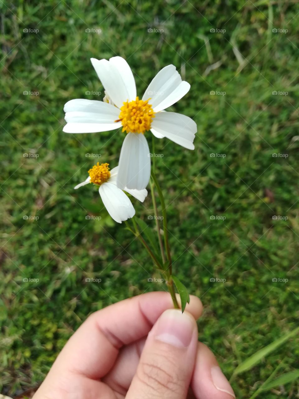 flowers & grass