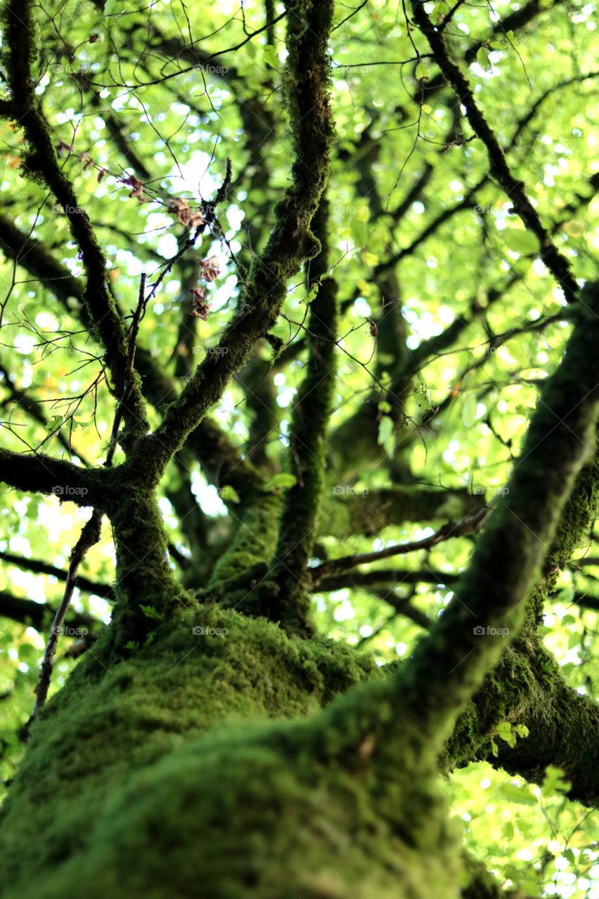 View, tree, branches, greenery, leaves,
