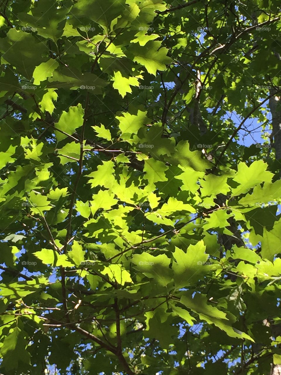 Sun drenched oak. Sun lighting up oak leaves, creating different shades of green