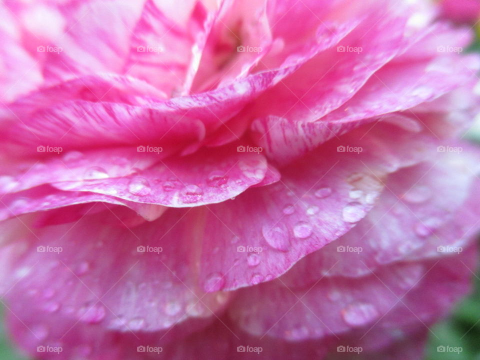 raindrops on petals