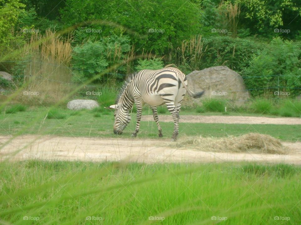 Zèbre dans un parc de la tête d’or