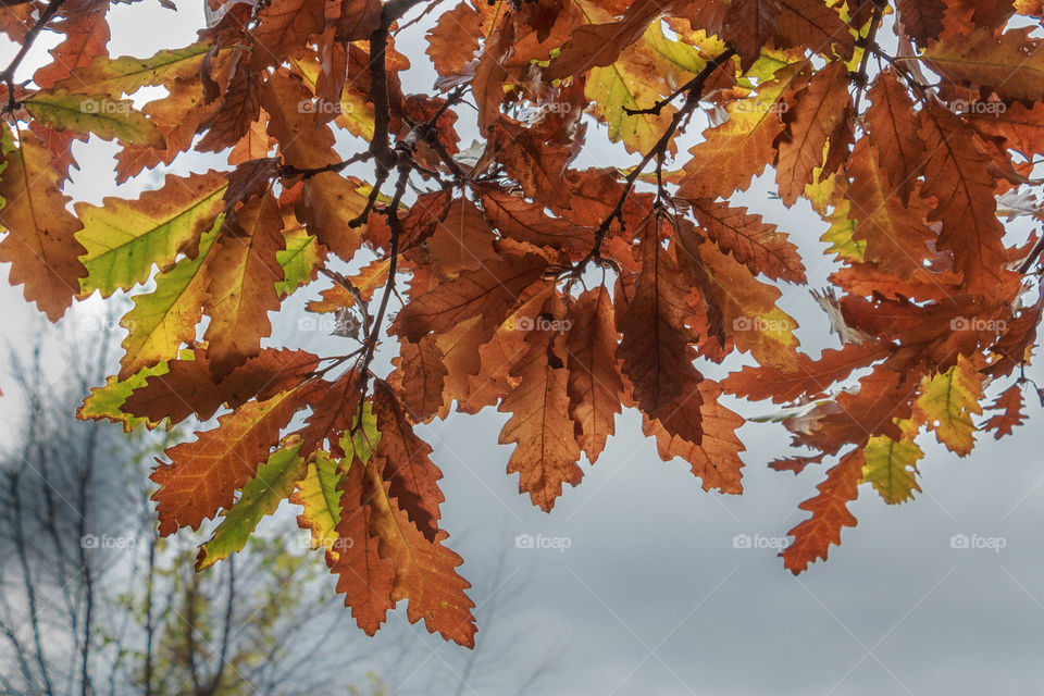 Tree branches with autumn leaves on a background of blue sky