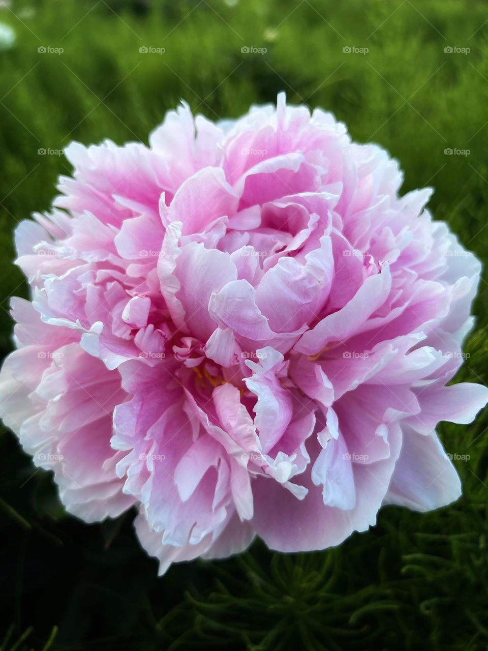 Peony