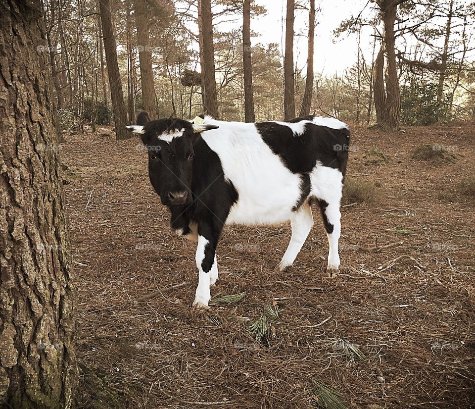Cow In The Woods