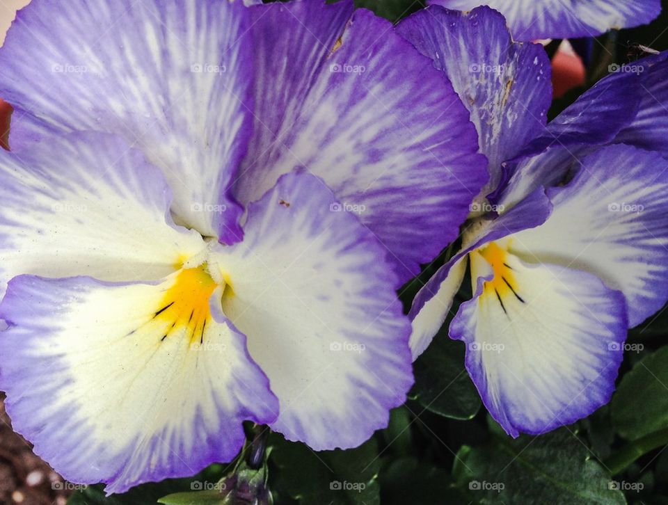 Pansies 2