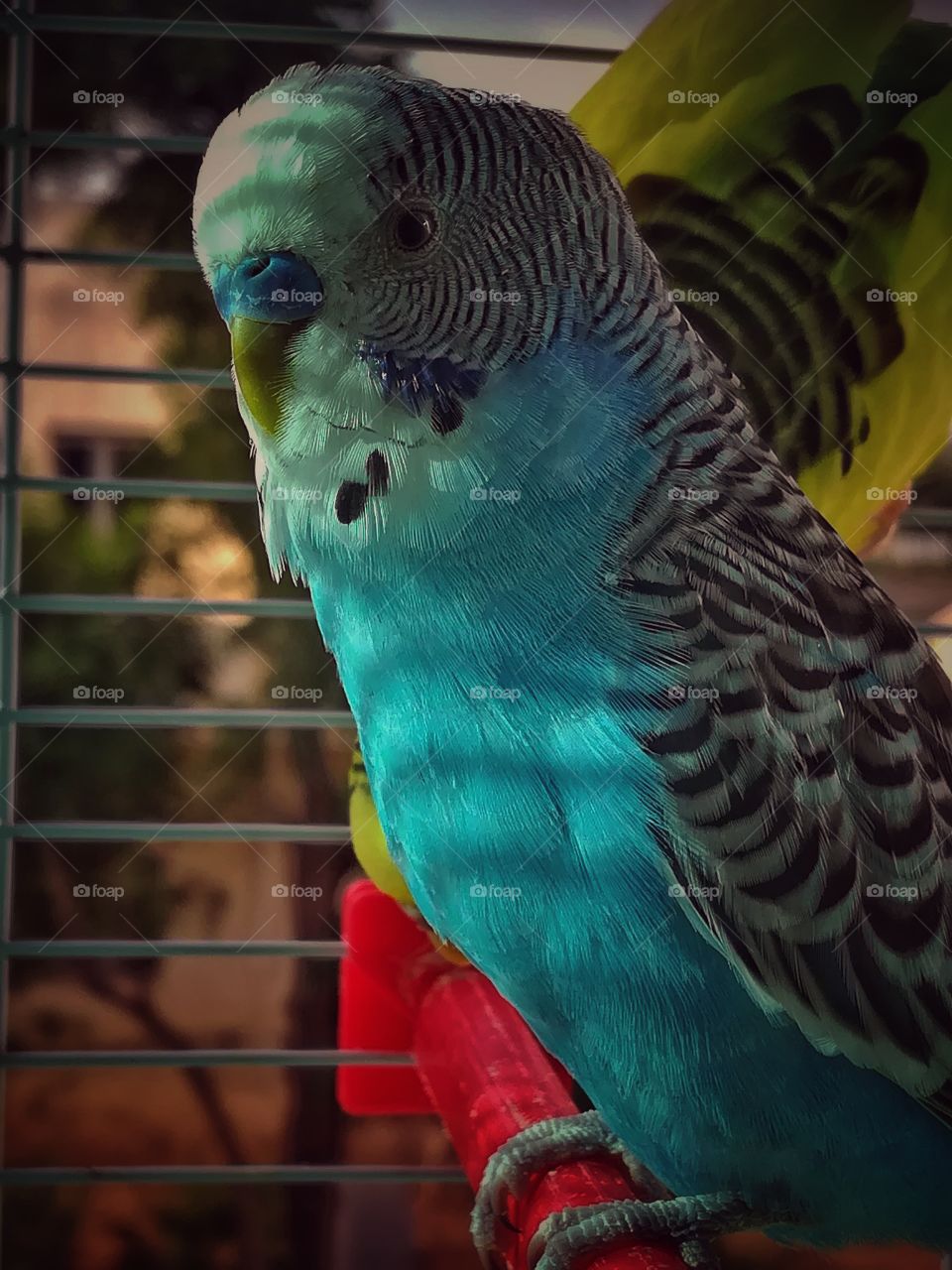 Beautiful parrot at home.