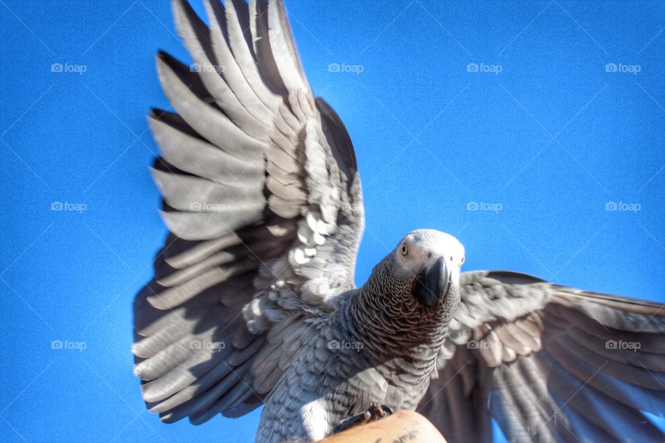 Parrot. Beautiful wings