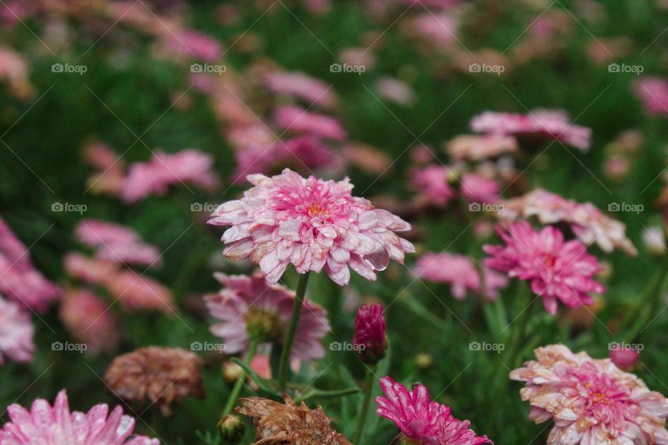 spring flowers