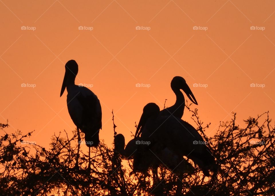 Asian open billed Stork