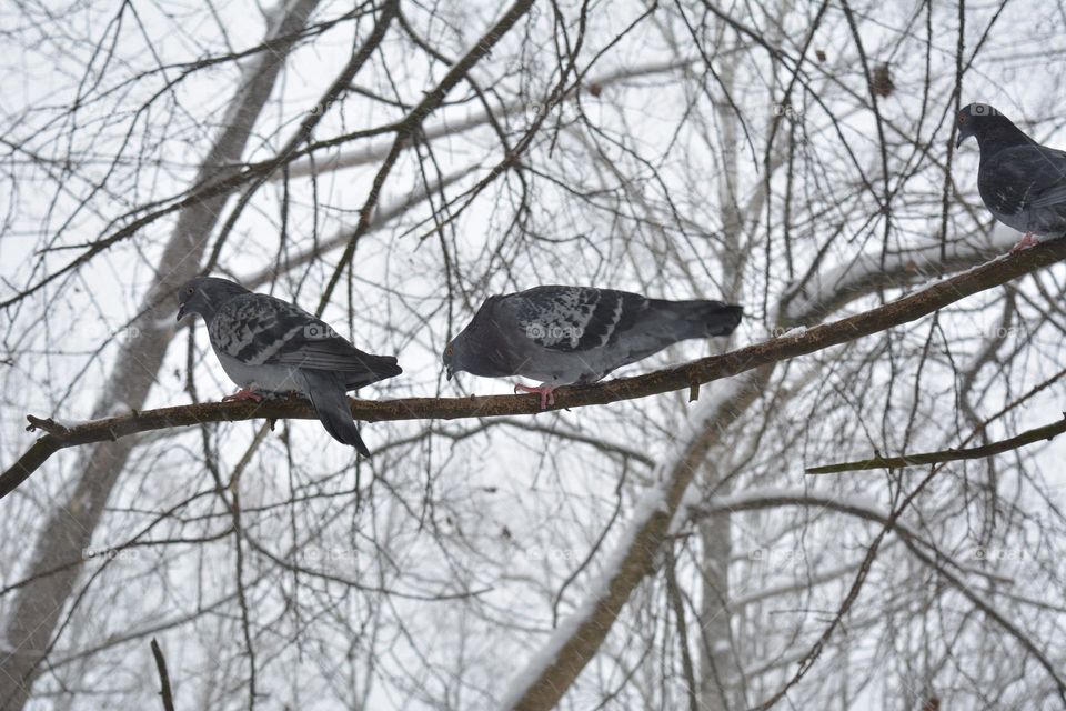 urban birds doves