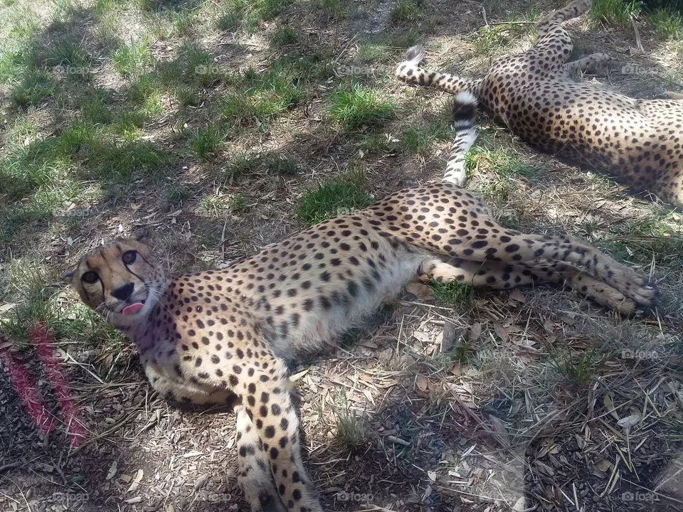 cheetah