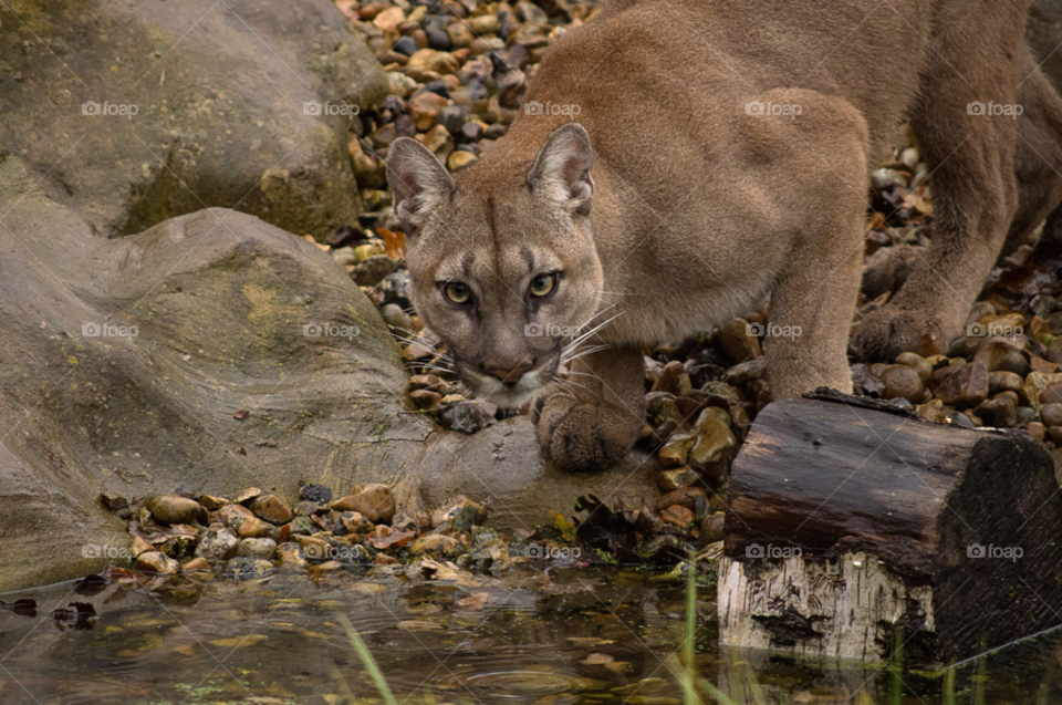 cat eyes jump big by gaillewisbraznell