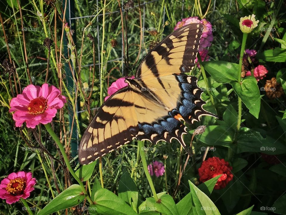 Butterfly on Zennia