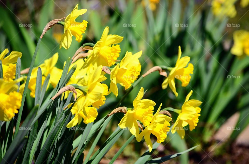 Yellow narcissus flowers