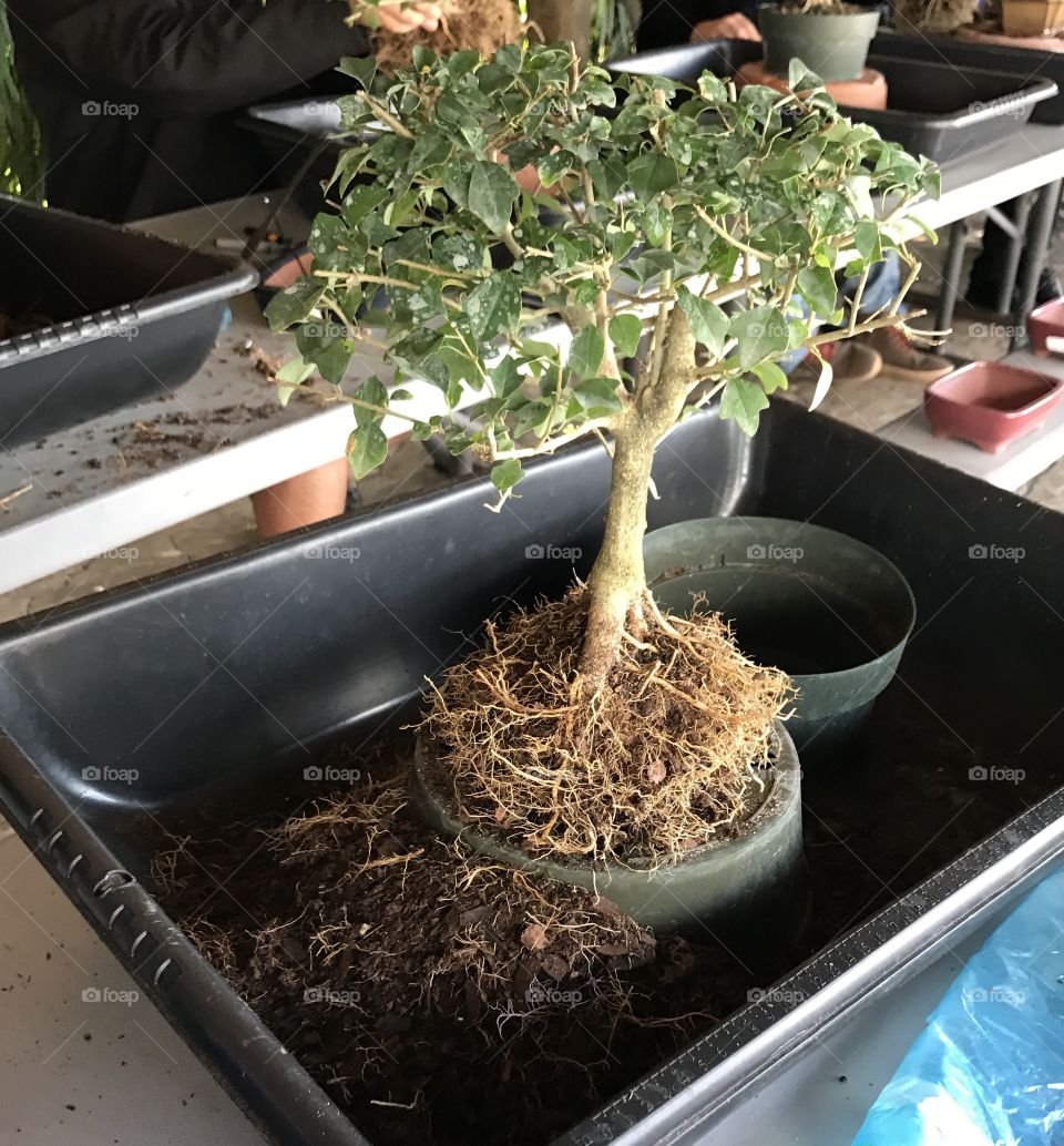 Repotting a bonsai 