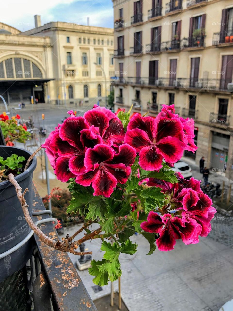 Bright pink burgundy maroon pelargonium flowers on the balcony in Barcelona city building