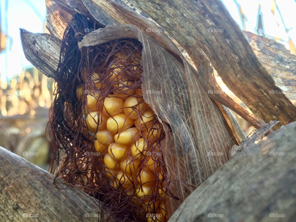 Closeup of an ear of corn ready for harvest