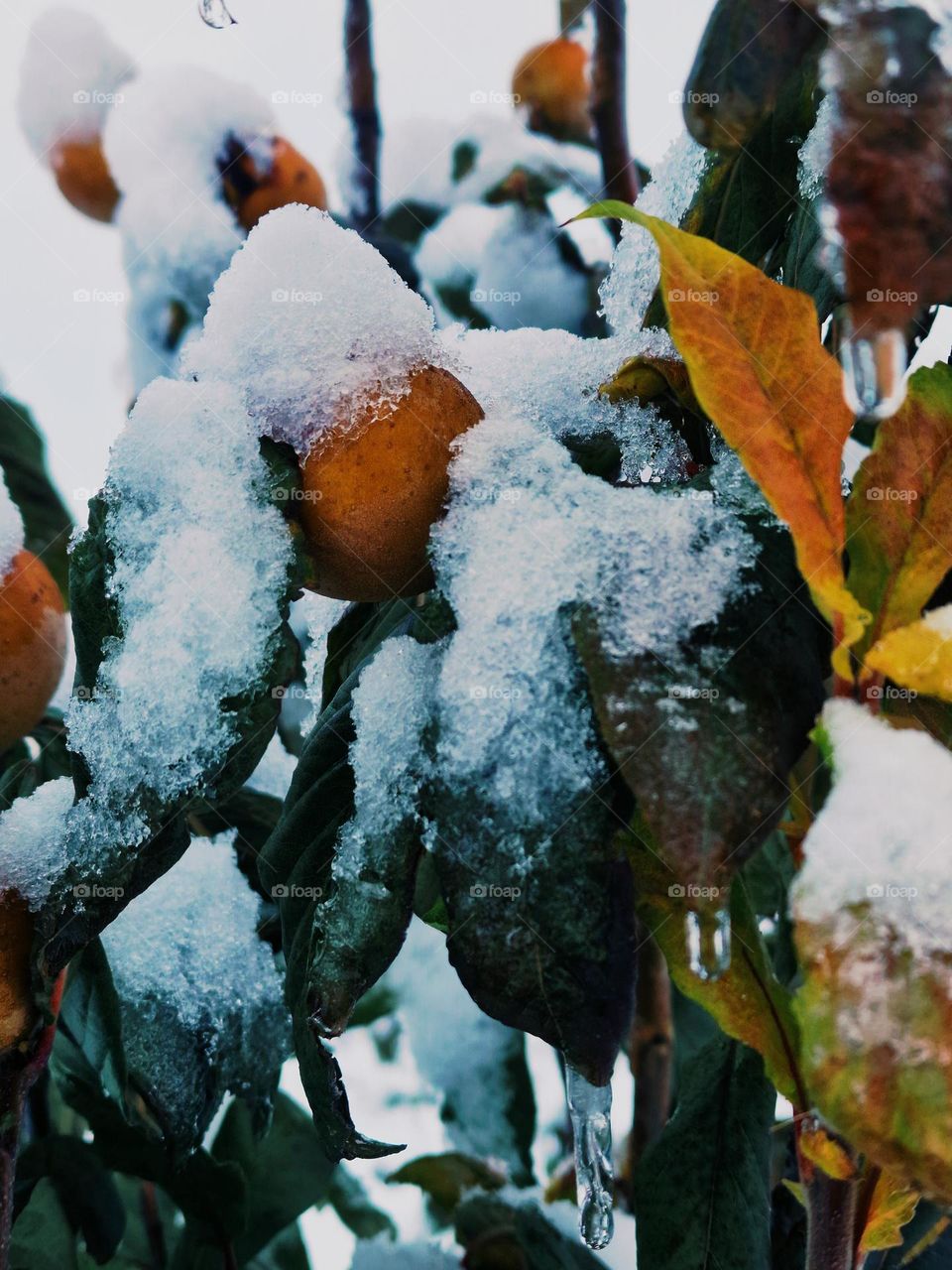 The Frozen Morning of November