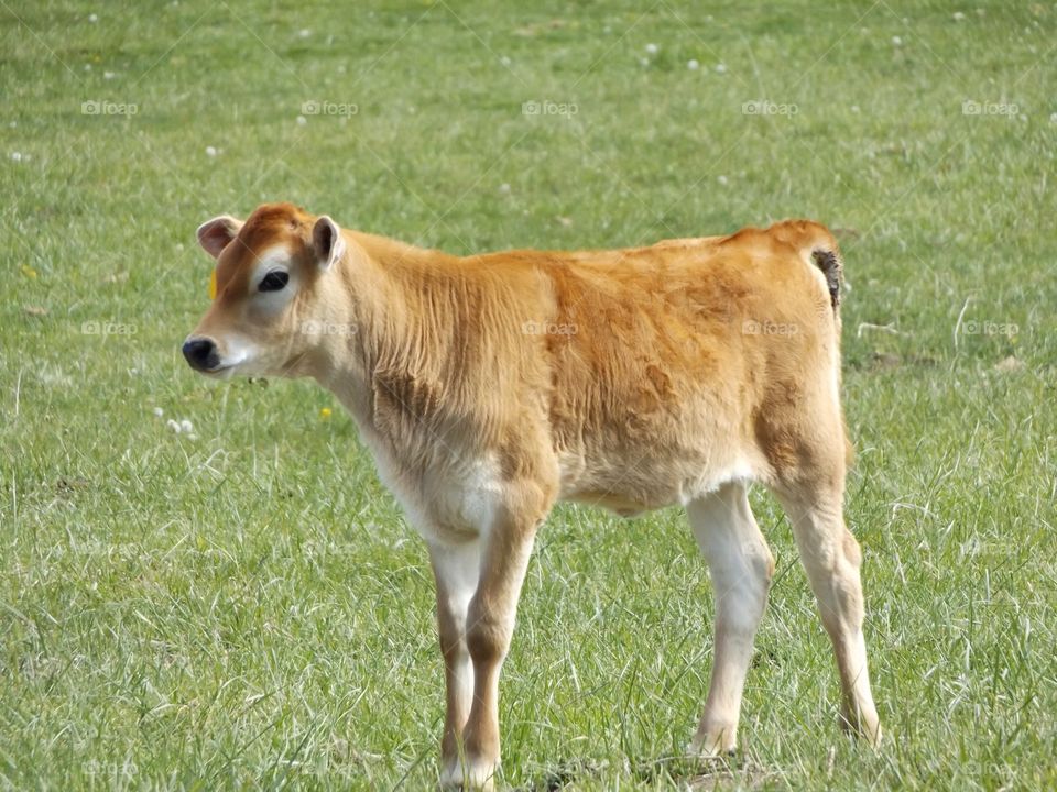 Close-up of calf