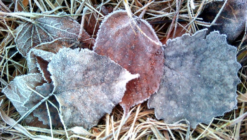 frozen leaves texture