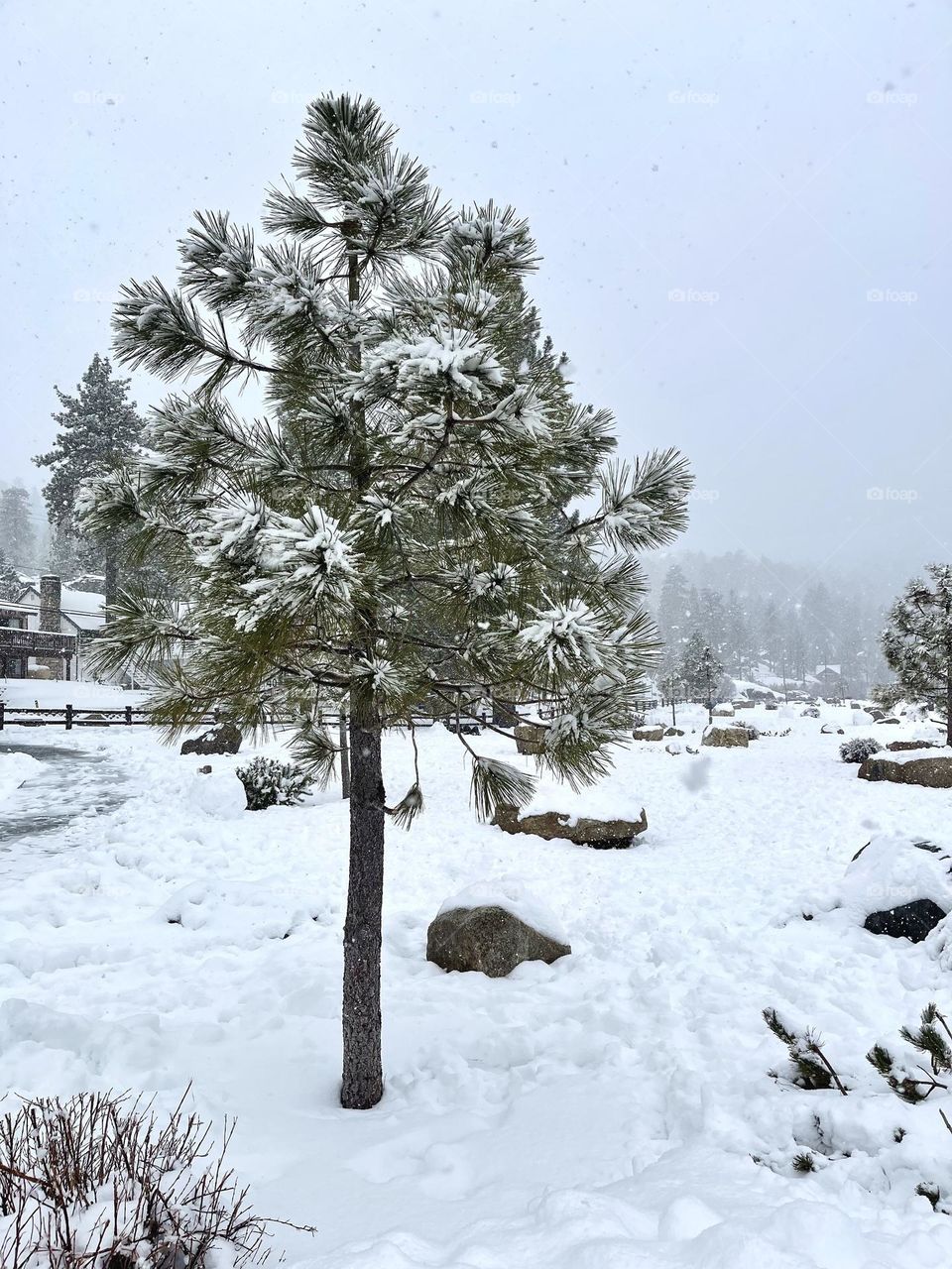 Icy Snow Tree