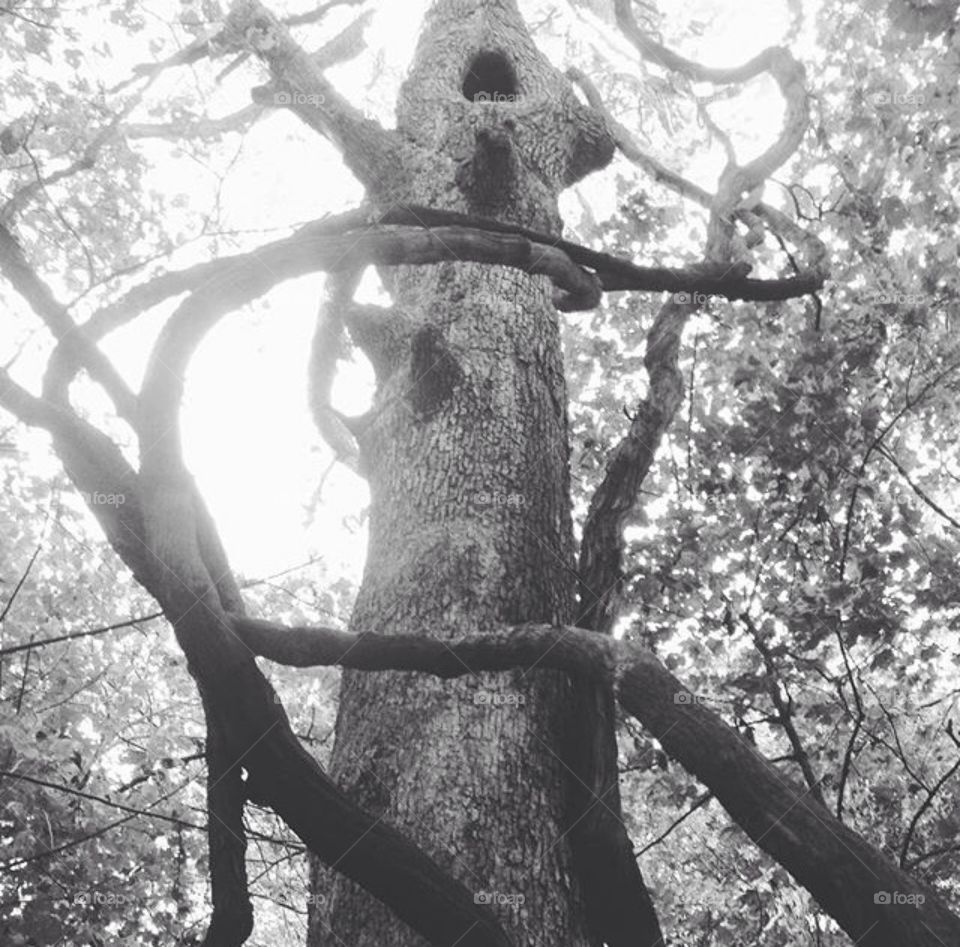 Spooky tree 