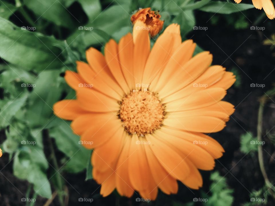 Orange flower