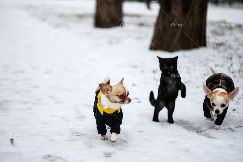 thats how cats and dogs can be friends. 