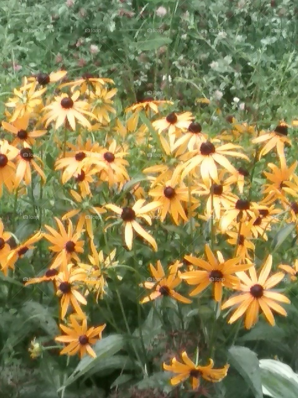 Black-eyed Susan's