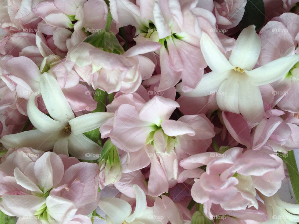 Pale pink stock flowers in spring