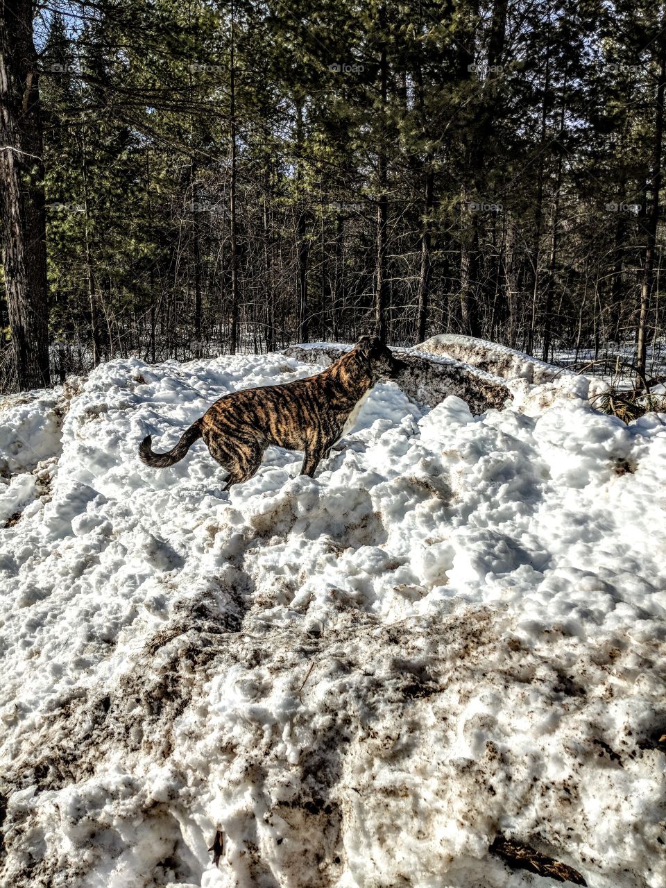 tiger striped dog utilizing large snow bank for his patrol duties