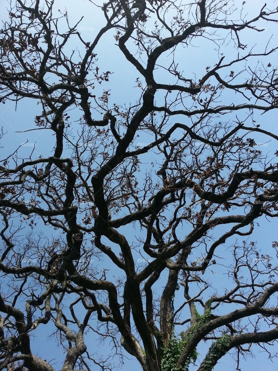 Zig Zag Wiggly Oak Tree