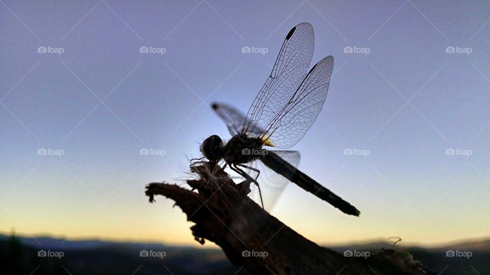 Dragonfly sunset