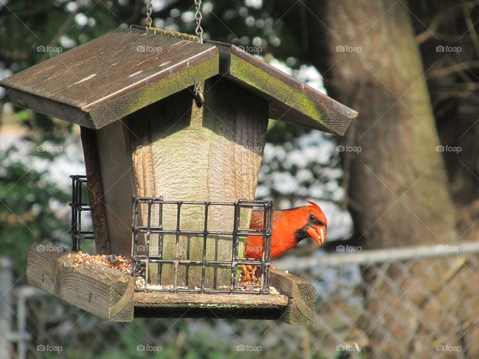 Red bird in feeder